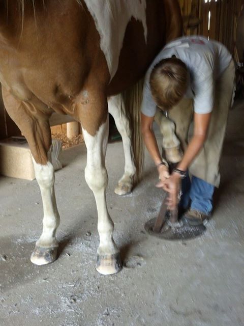 Shoeing paint horse.jpg