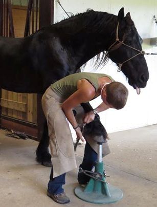 Nashville Horse Trimming Service